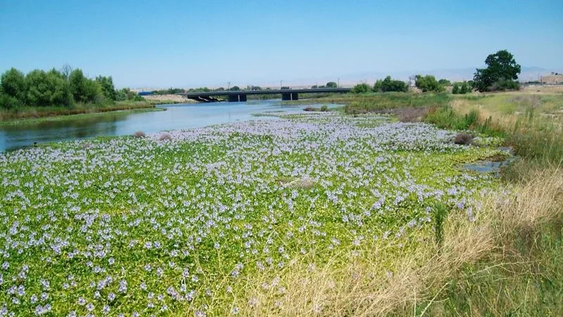 River Cleanup